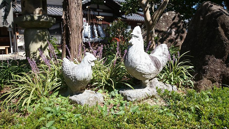 沙沙貴神社の鶏