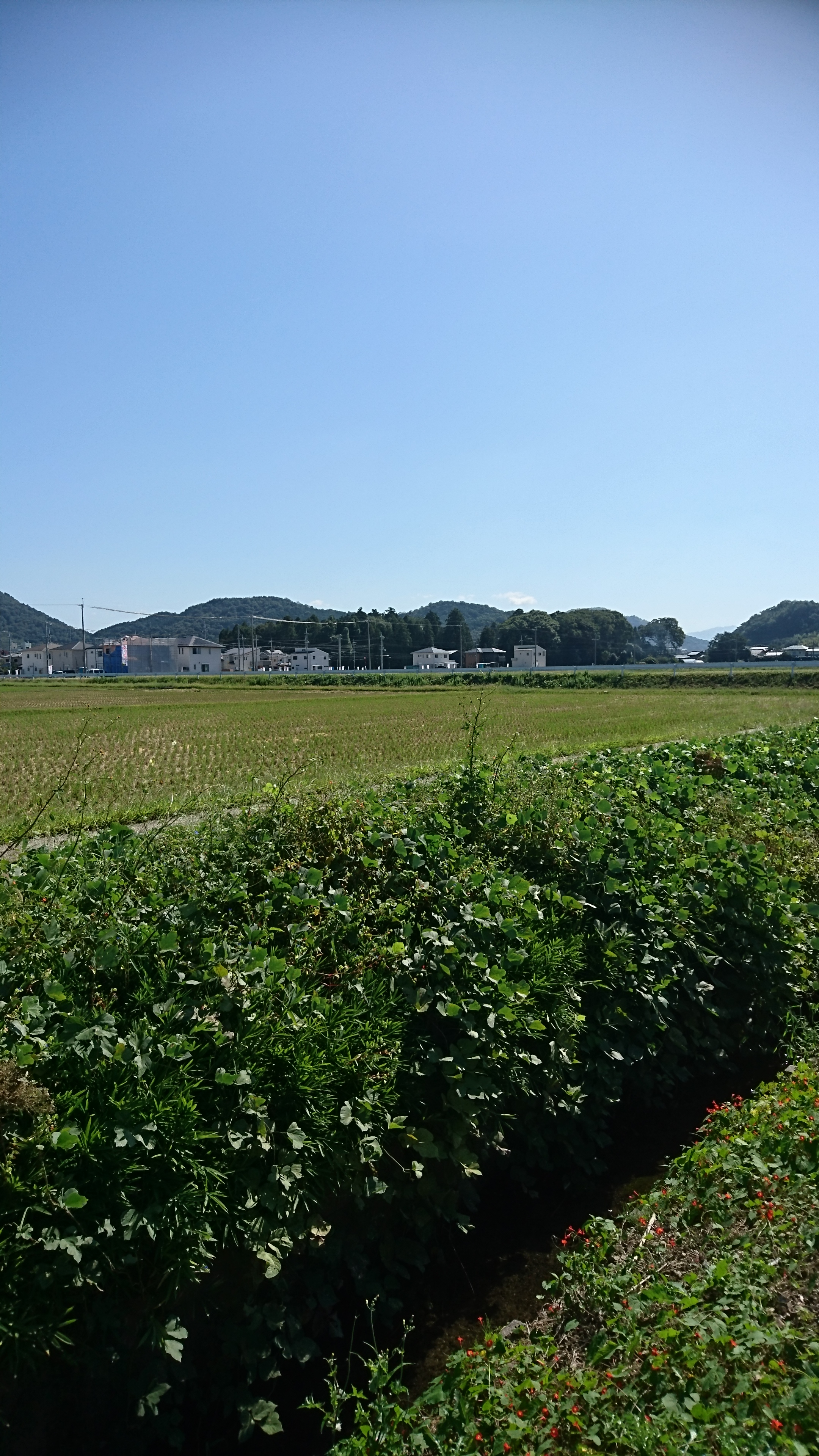 「デザイン墓？洋墓？なんでもしまっせ～！！浄厳院東霊園！！　完成編！！　」